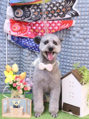 20230520シルヴァくん